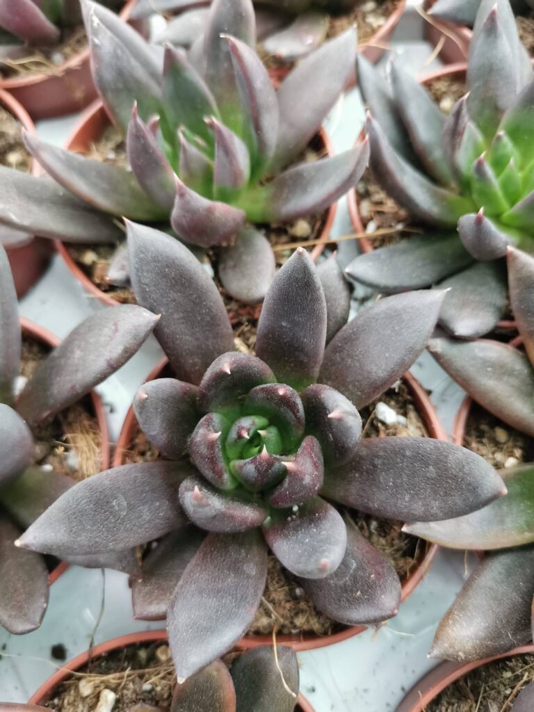 Echeveria Black Knight