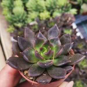 Echeveria Black Prince