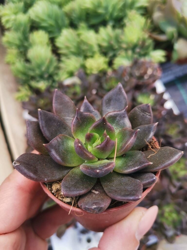 Echeveria Black Prince