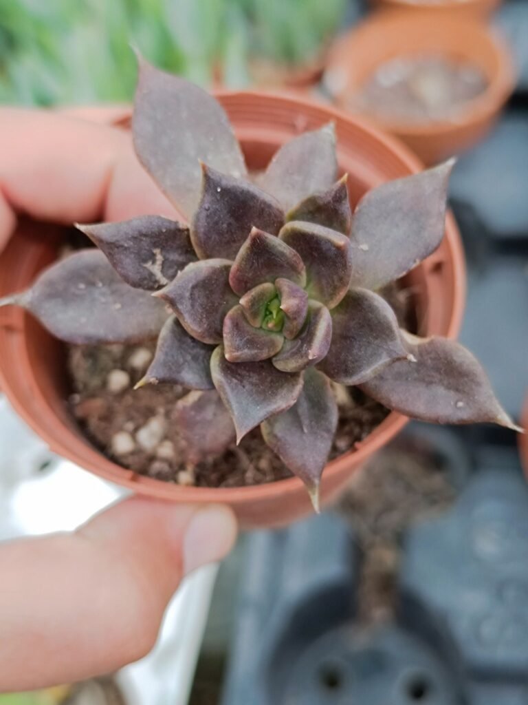 Echeveria Black Prince