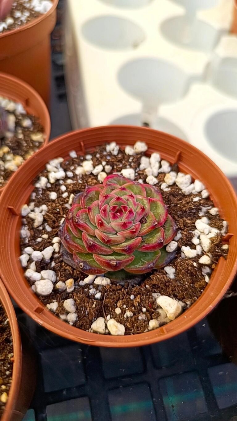Echeveria black snow korean