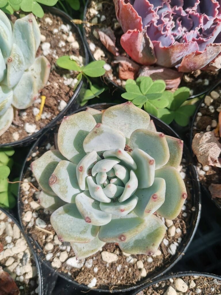 Echeveria Blue Bird