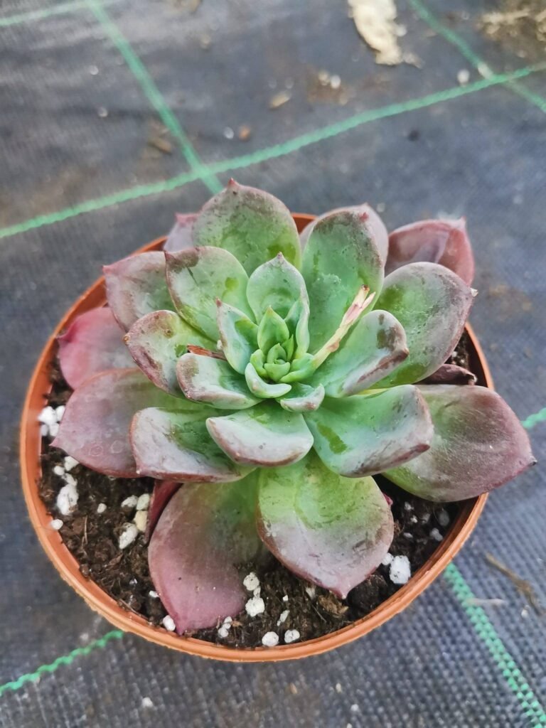 Echeveria Blue Prince