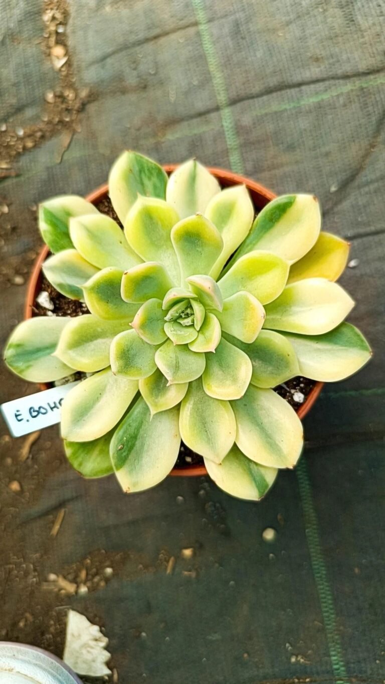 Echeveria bohoi matema Variegata korean