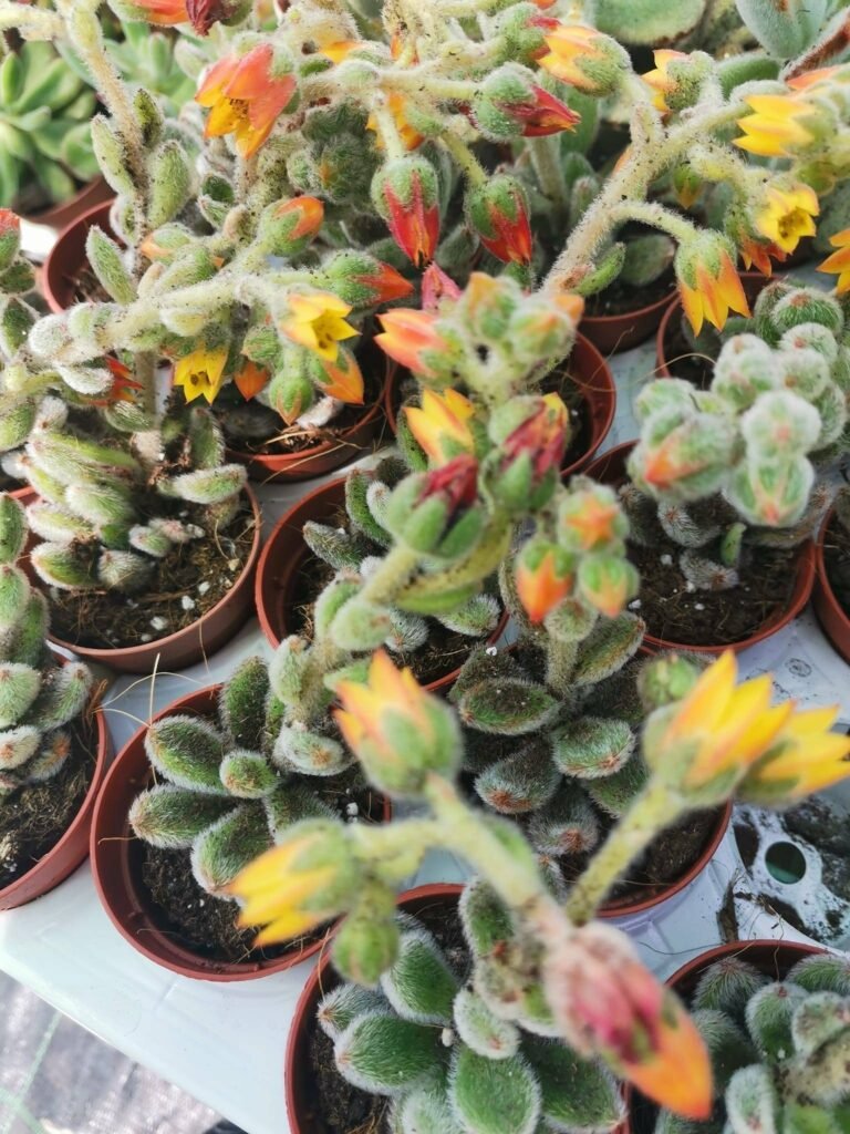 Echeveria Bombycina