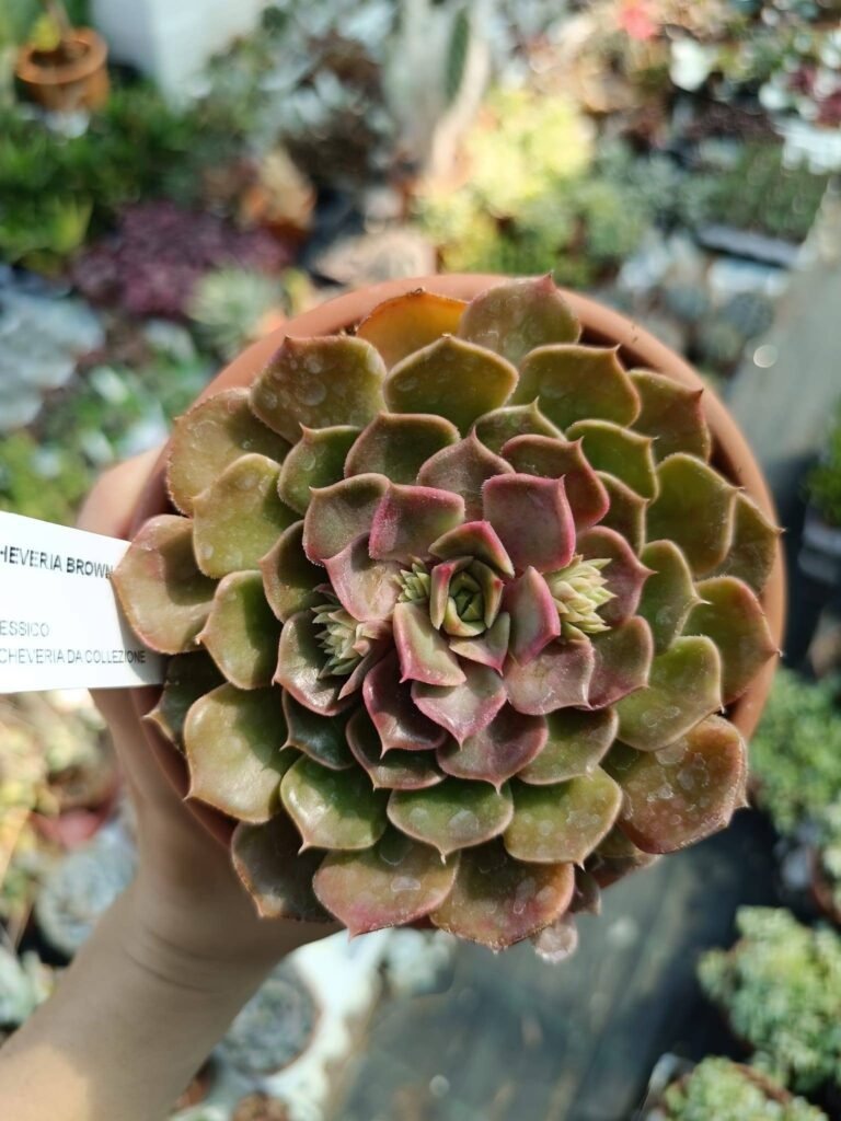 Echeveria Brown Rose