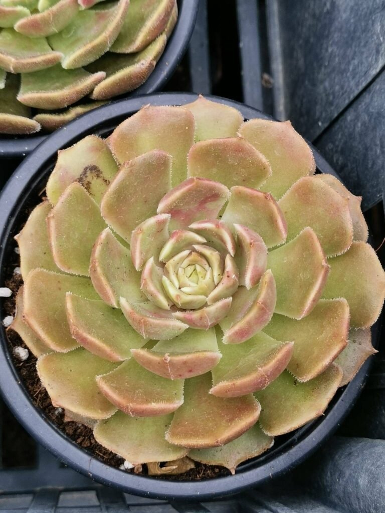 Echeveria Brown Rose