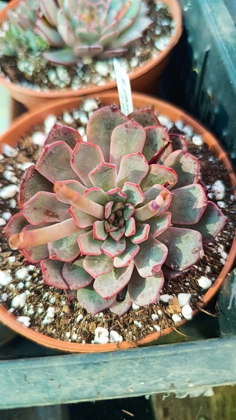 Echeveria camanoi x minima