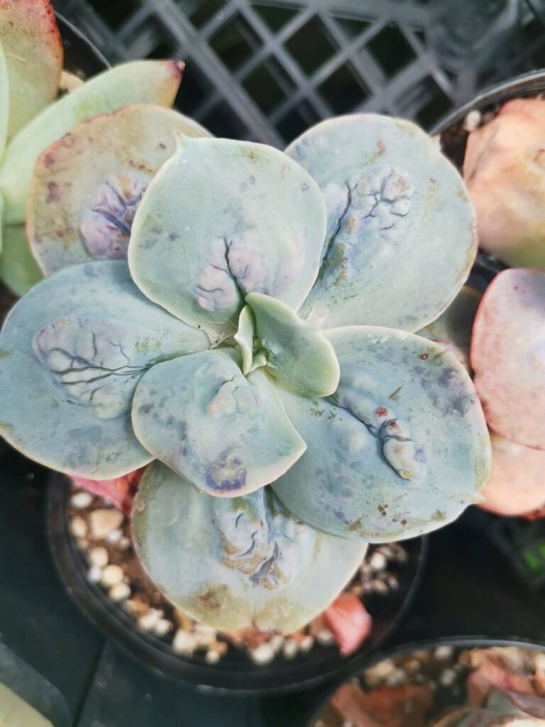 Echeveria Cameo