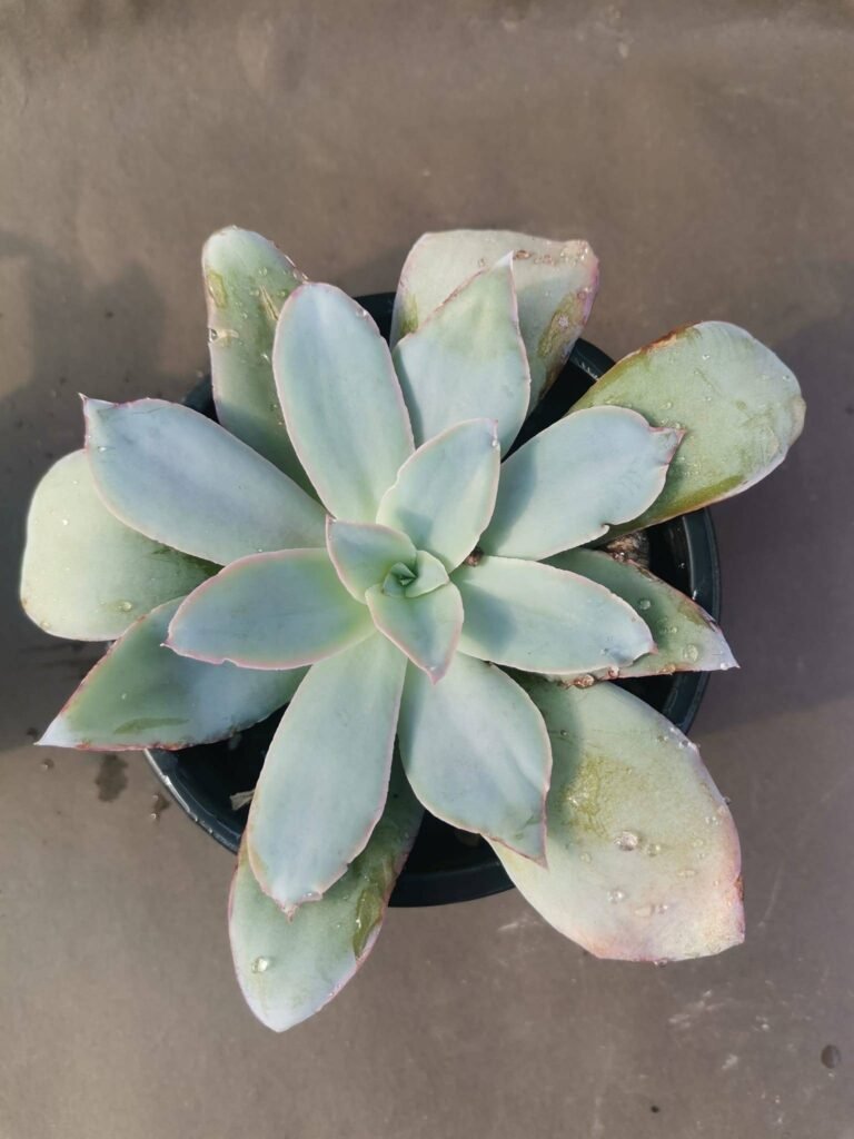 Echeveria Cante
