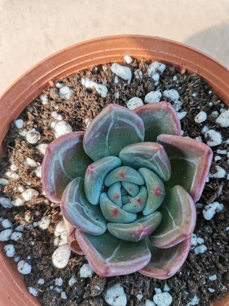 Echeveria Champagne Korean
