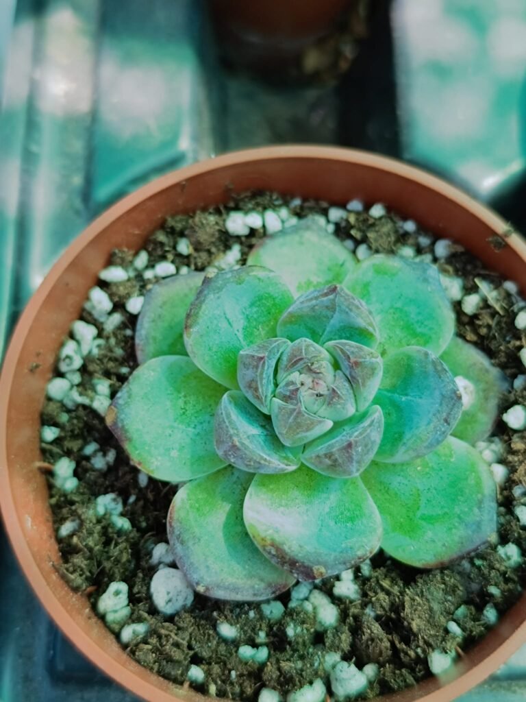 Echeveria Cherin Korean