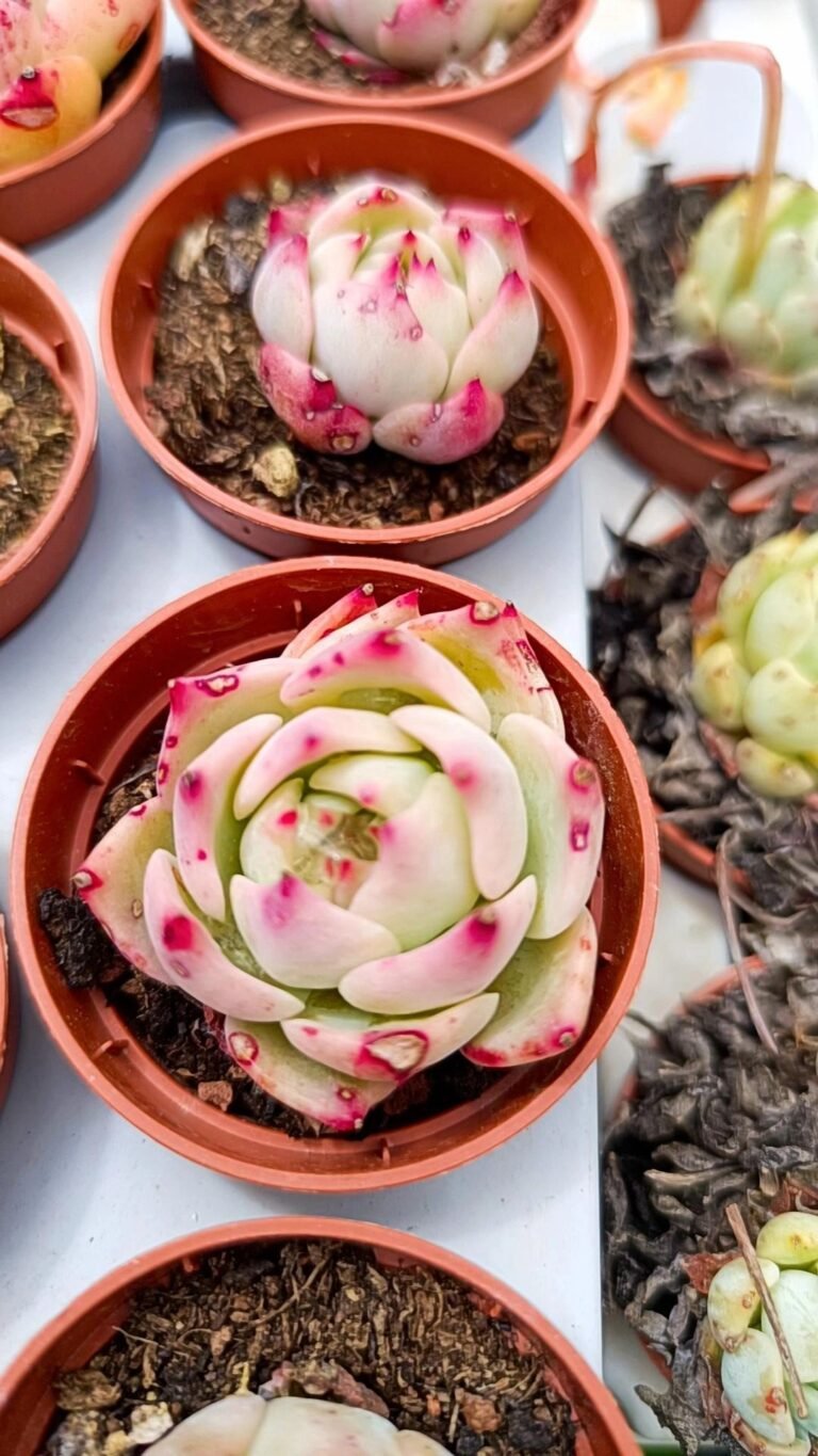 Echeveria Chihuahuensis