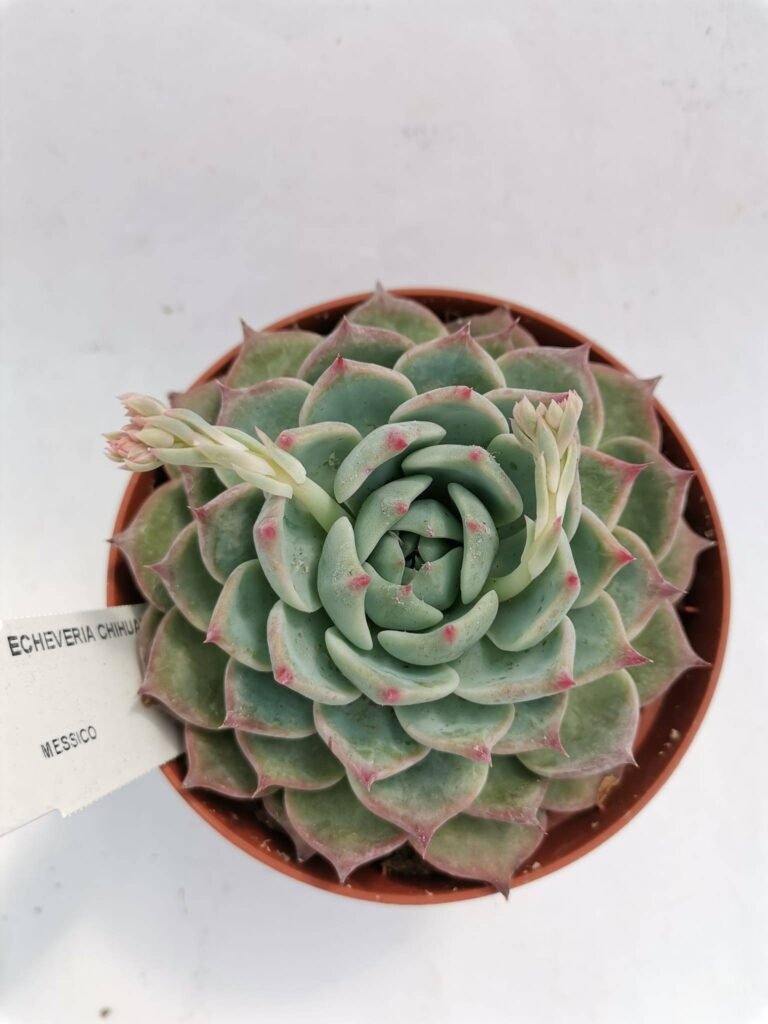 Echeveria Chihuahuensis