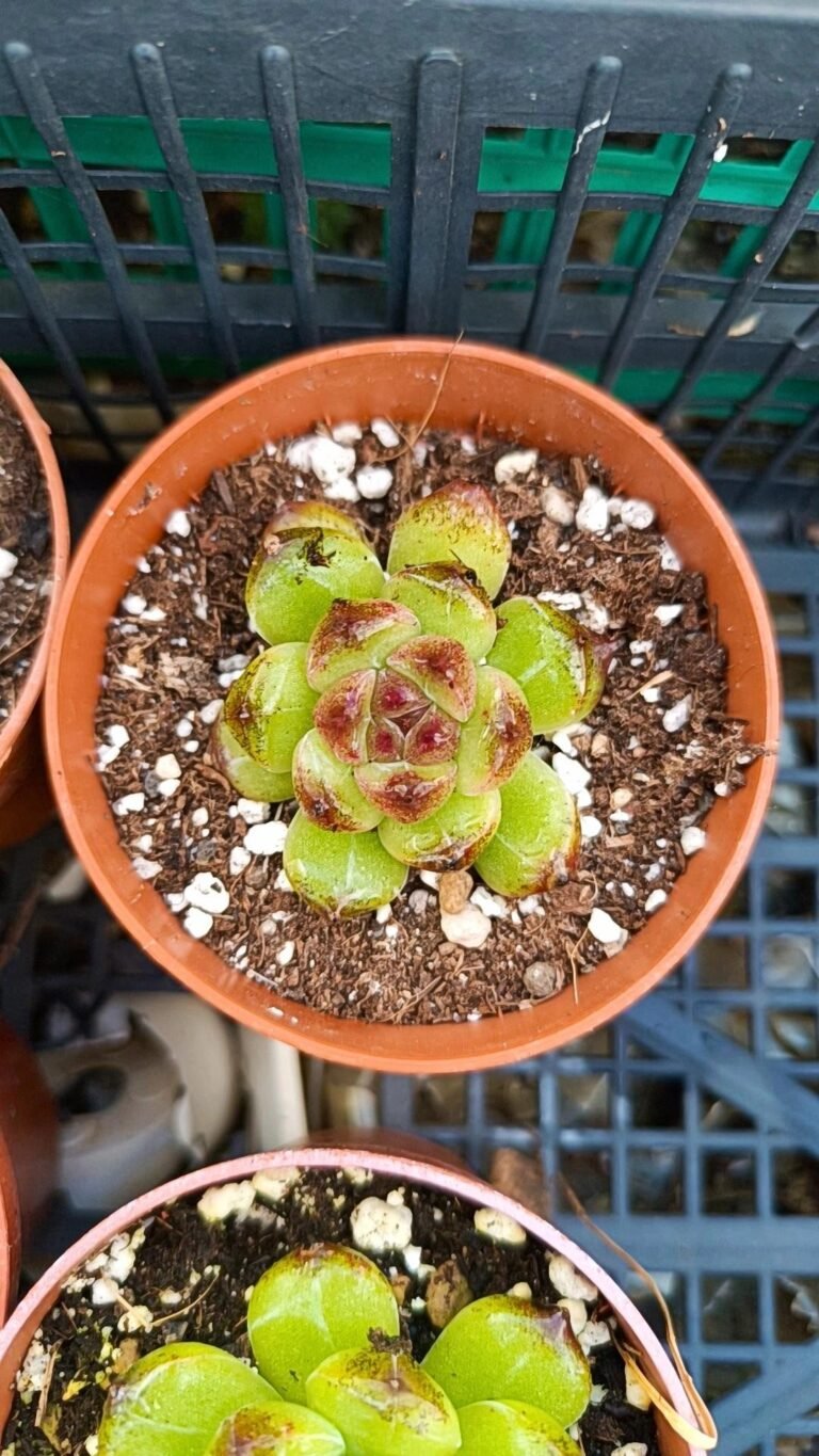 Echeveria chongqing forest korean