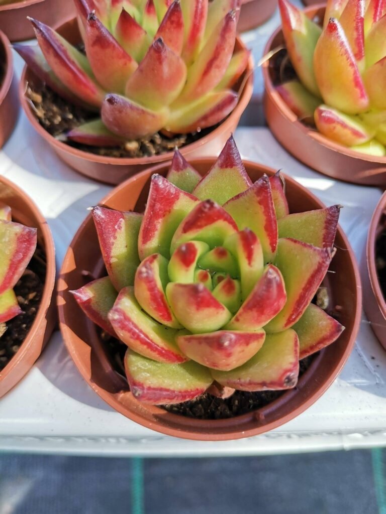 Echeveria agavoides Christmas red