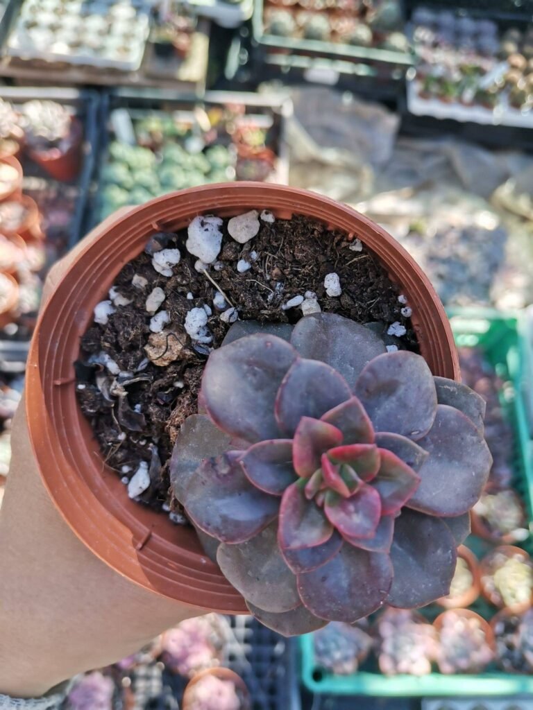 Echeveria Chroma