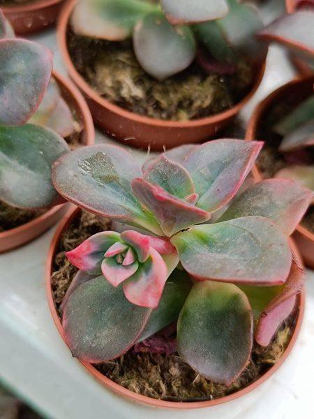 Echeveria Chroma