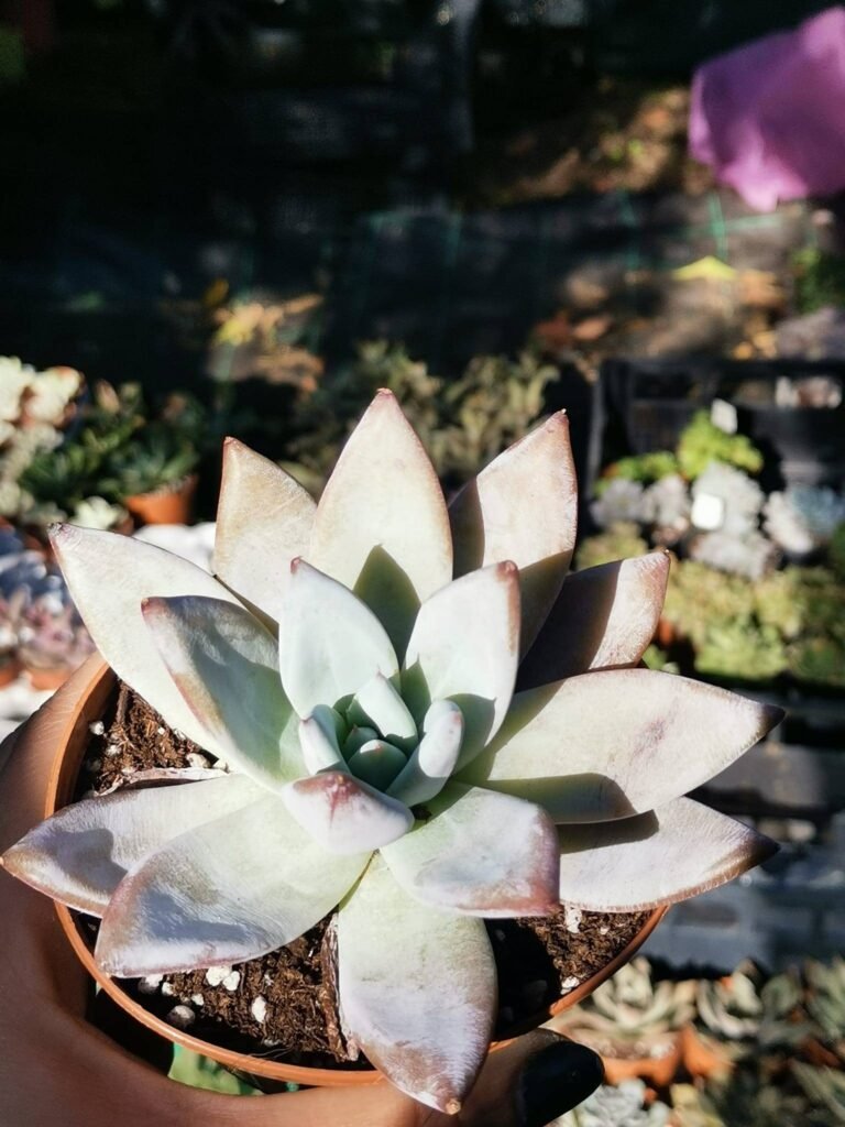 Echeveria Colorata v. Colorata