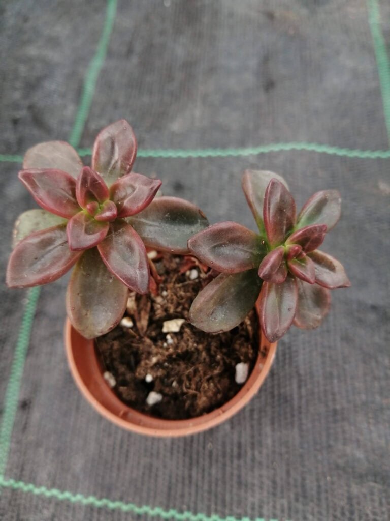 Echeveria Compressicaulis