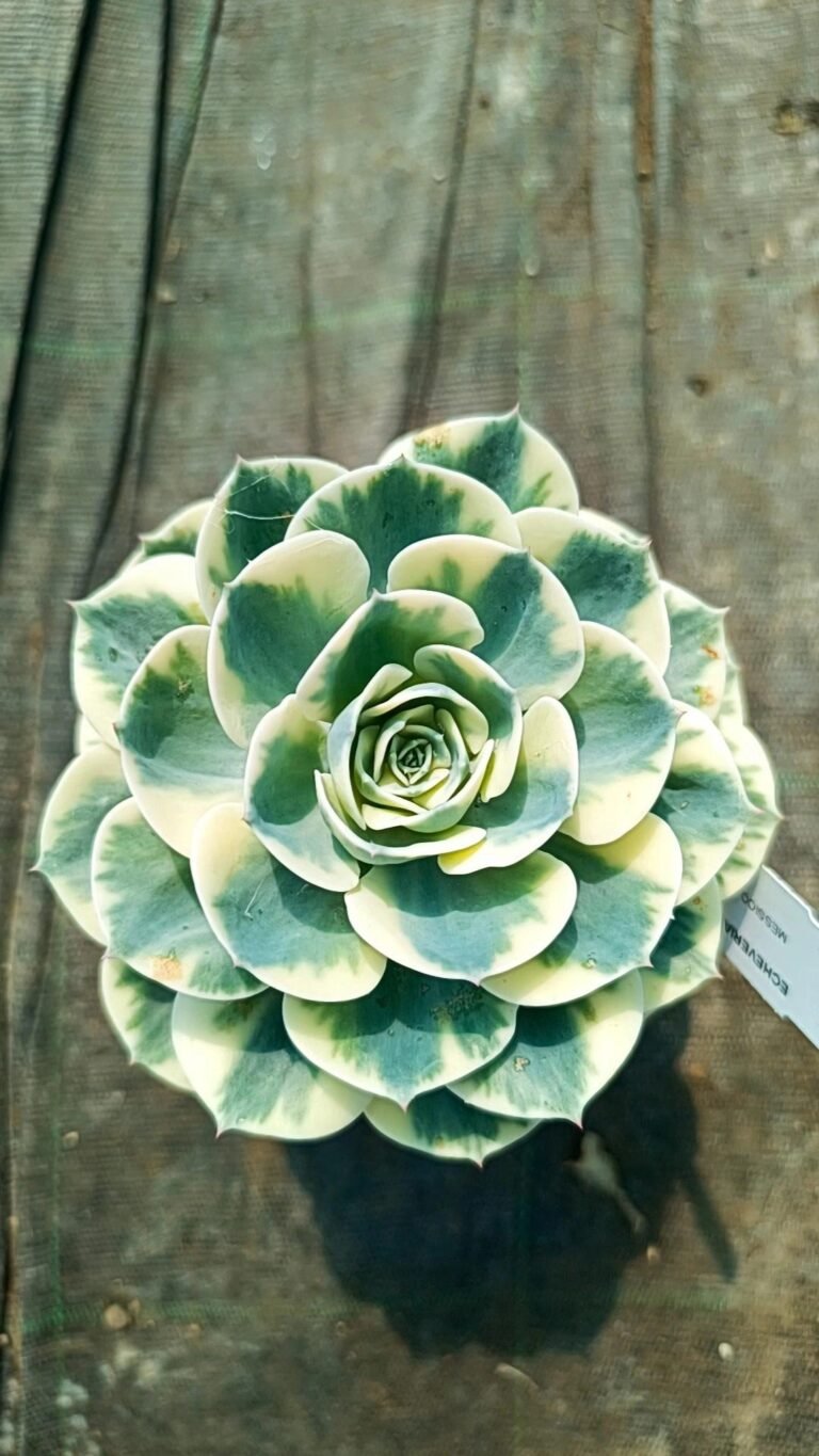 Echeveria Compton Carousel Variegata big Korean