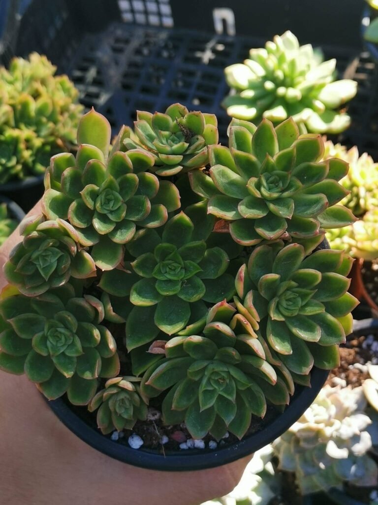 Echeveria Conde