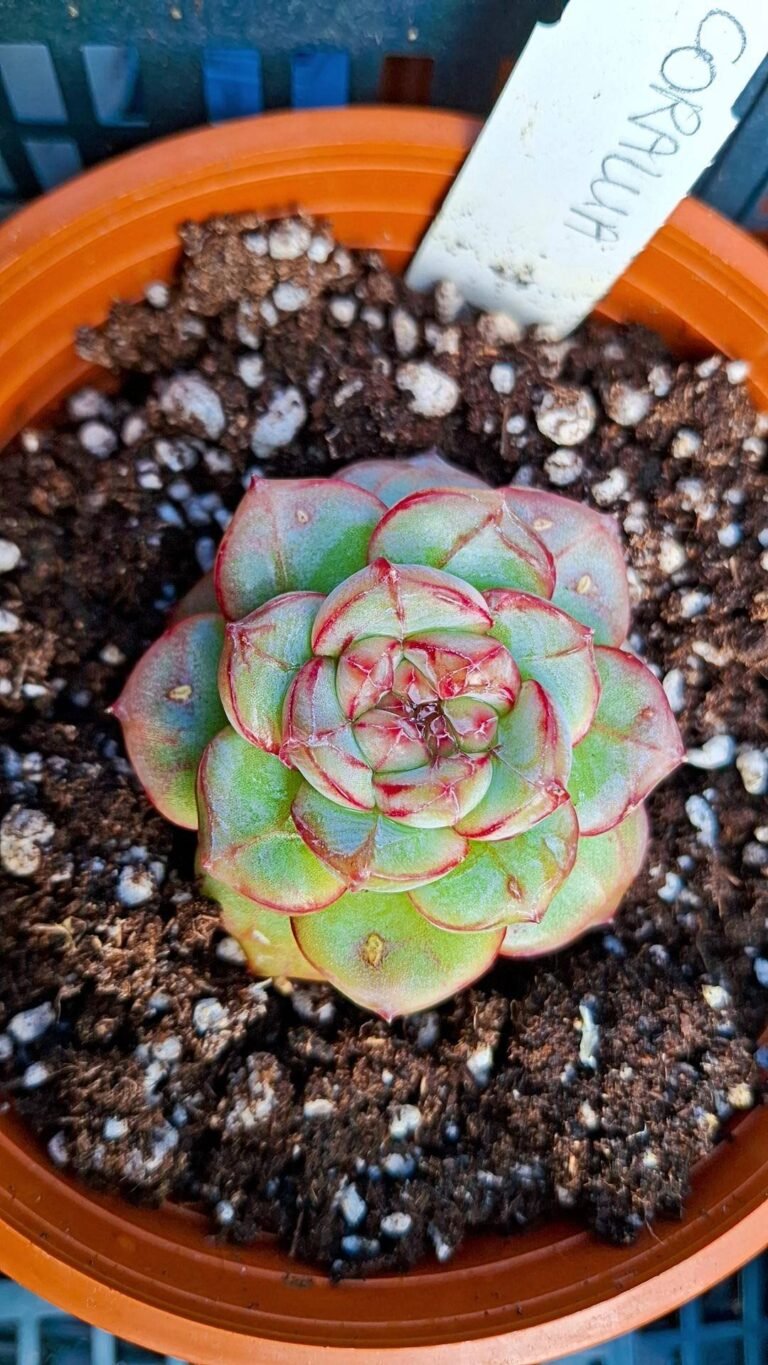 Echeveria corallina korea