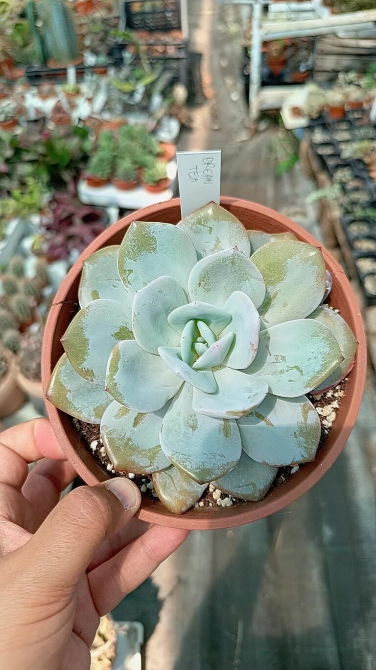 Echeveria Cream Tea