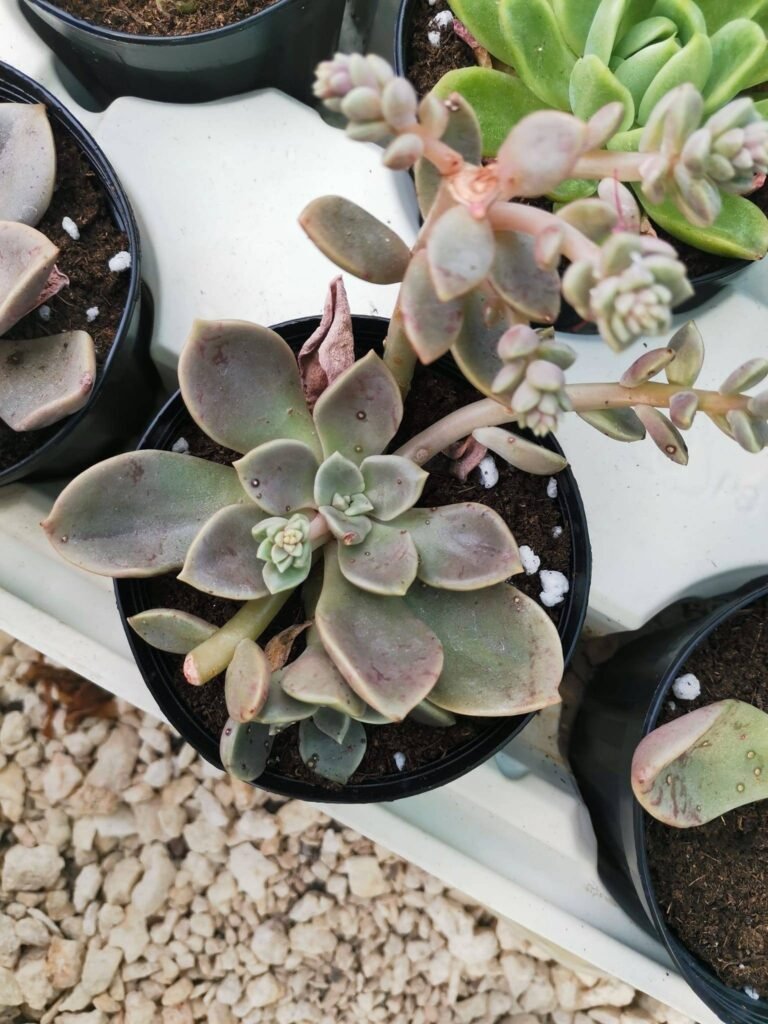Echeveria Cremneria Ariadne