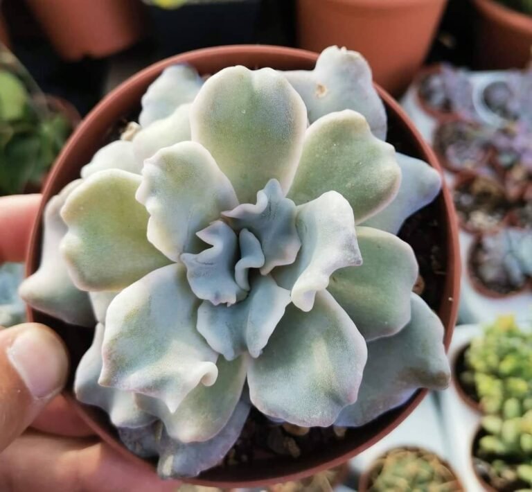 Echeveria Crispate Beauty