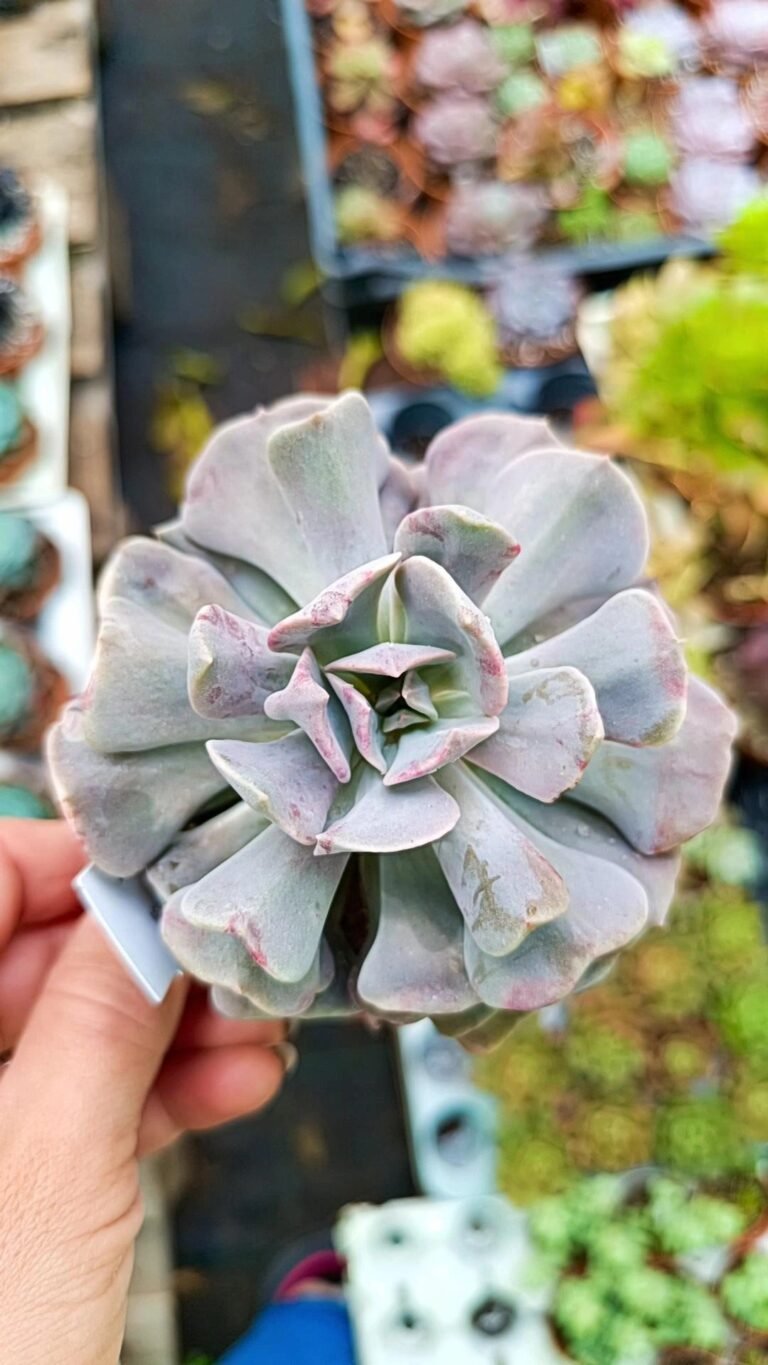 Echeveria Cubic Frost