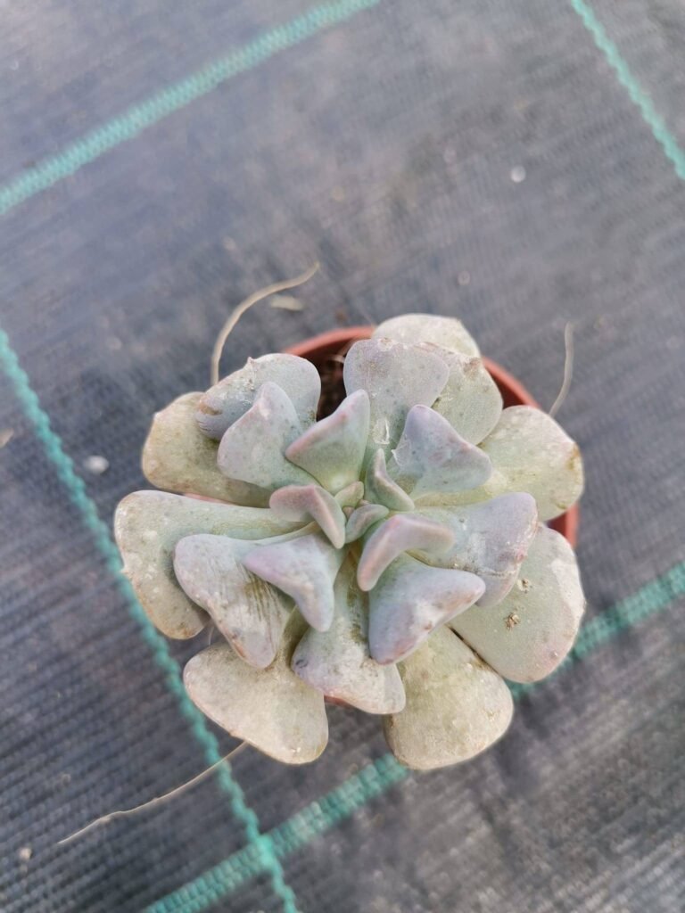 Echeveria Cubic Frost