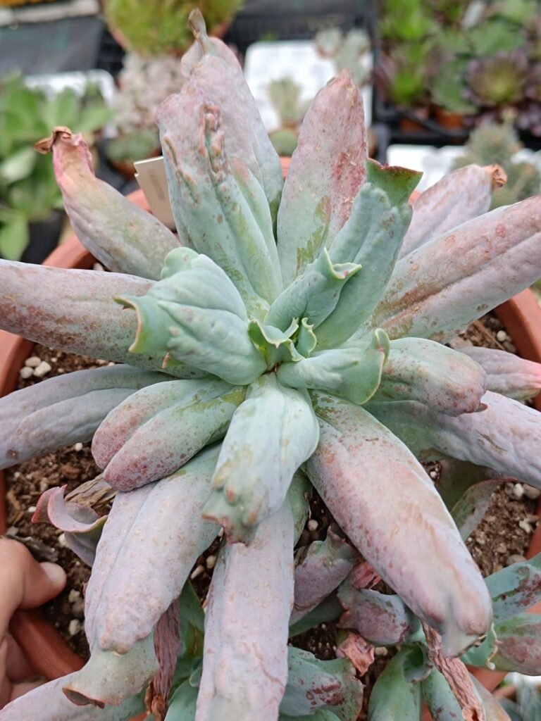 Echeveria Culibra Big Size