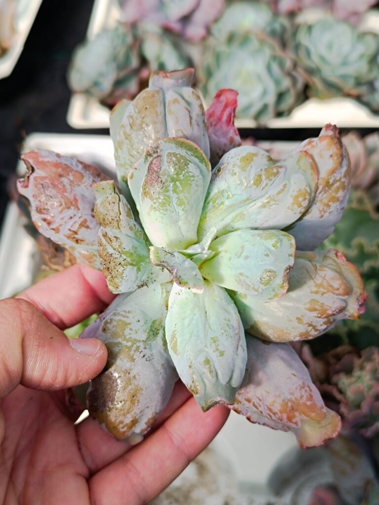 Echeveria Culibra