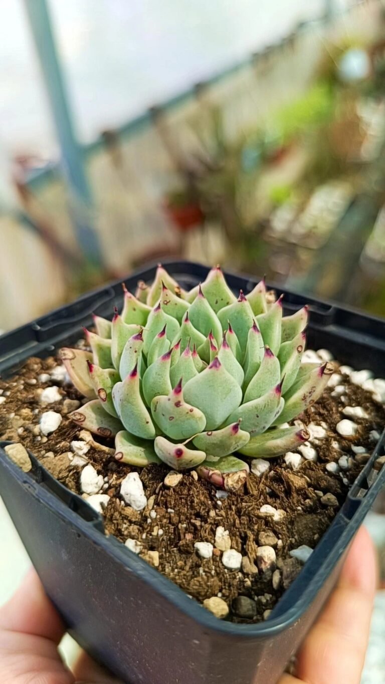 Echeveria Cuspidata