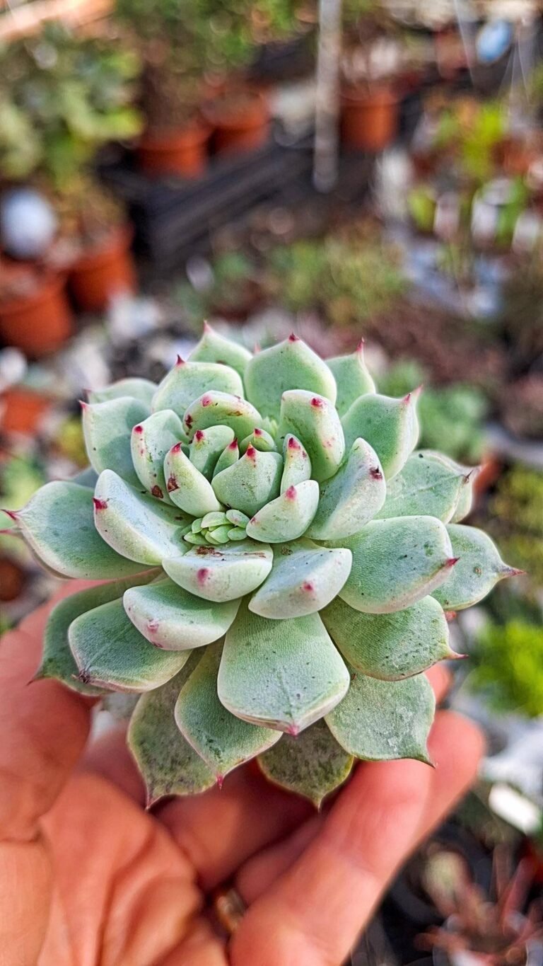 Echeveria cuspidata