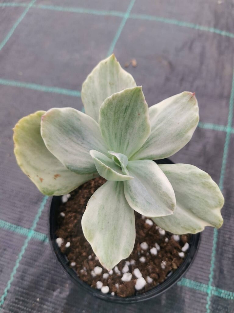 Echeveria Decora Variegata
