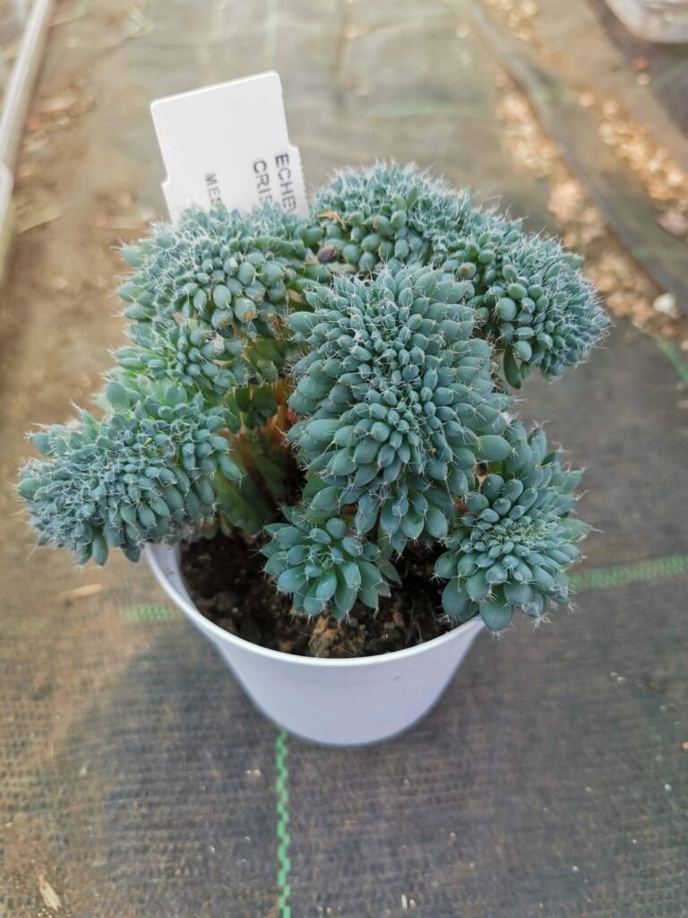 Echeveria Setosa v. deminuta Rundelli Crestata