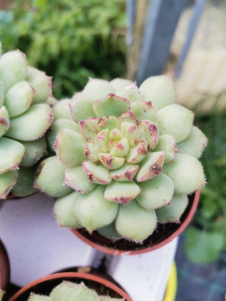 Echeveria Derenbergii