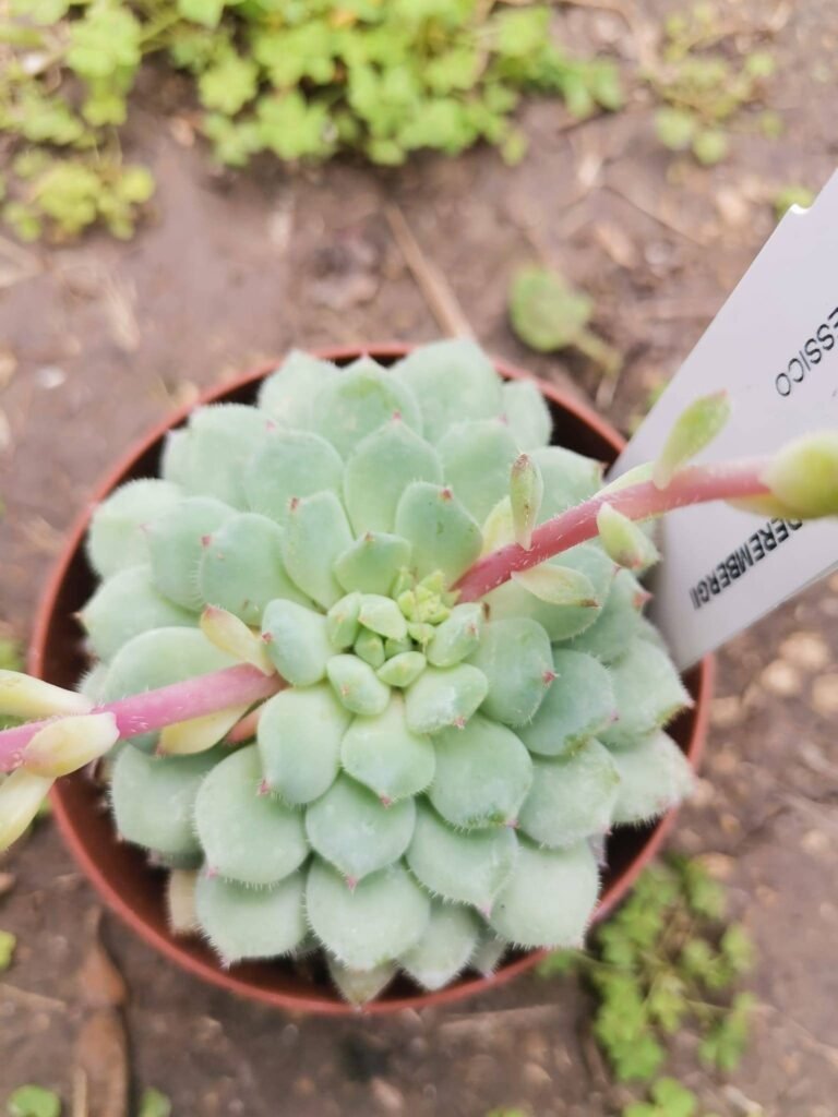 Echeveria Derenbergii