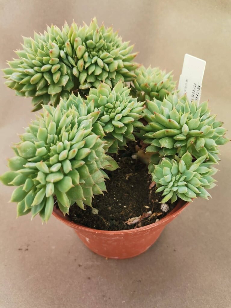 Echeveria Derenbergii Crestata
