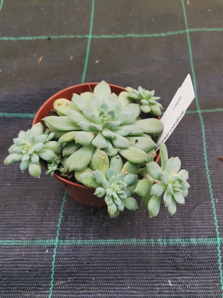 Echeveria Derenbergii Prolifera
