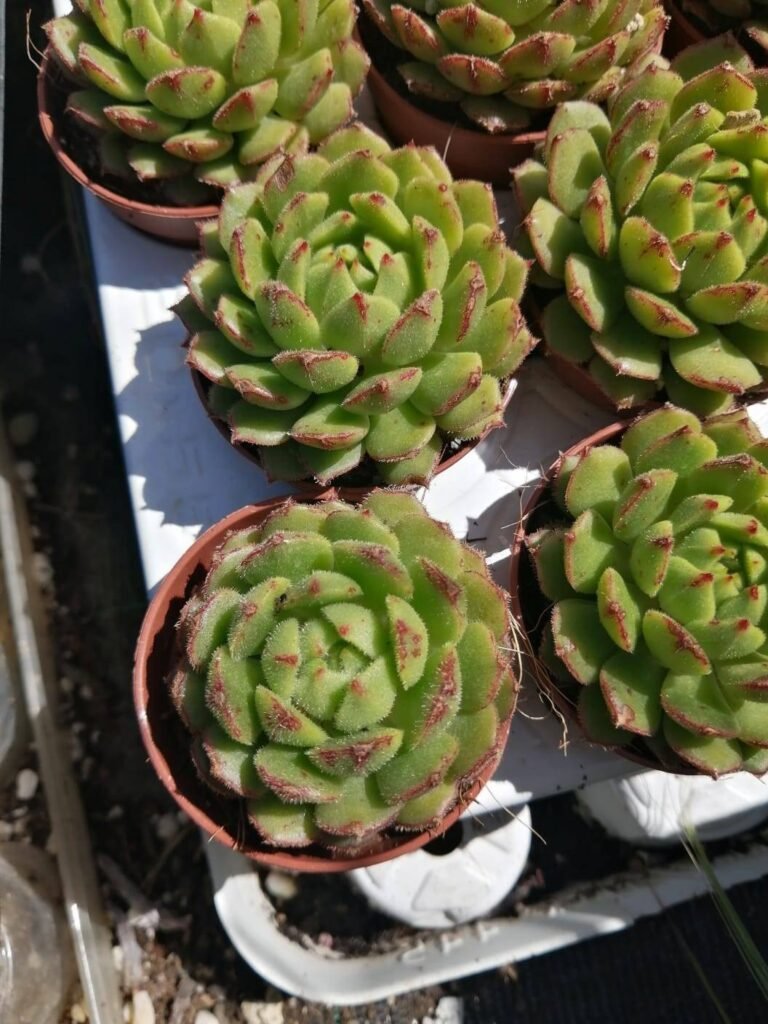 Echeveria Derosa ‘Worfield Wonder