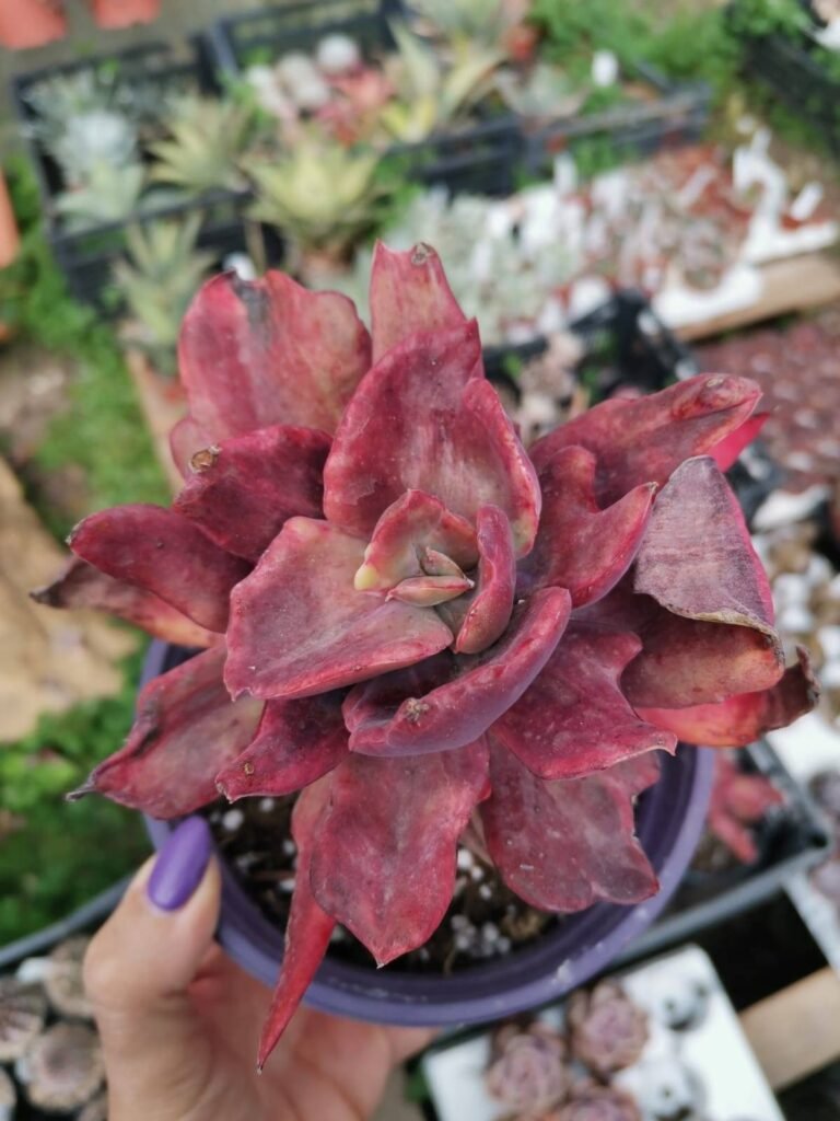 Echeveria Diamond State Variegata