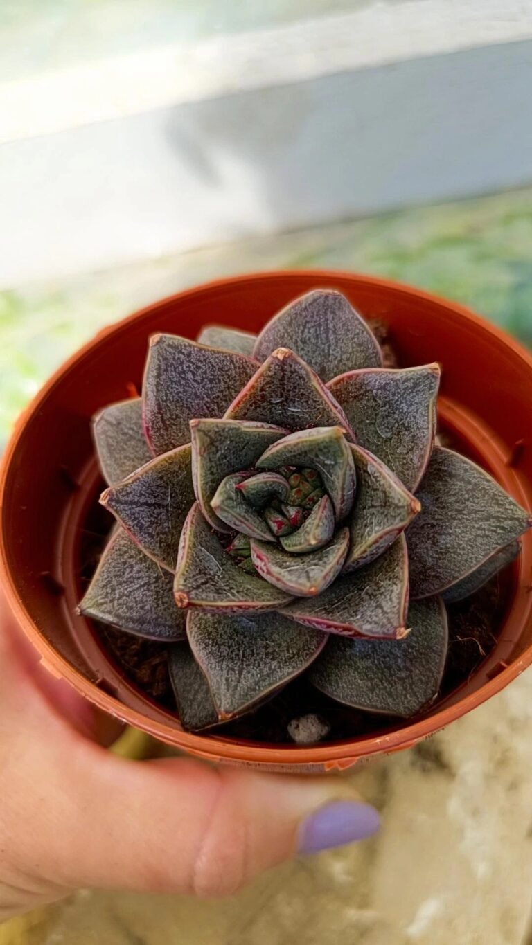 Echeveria Dionysos
