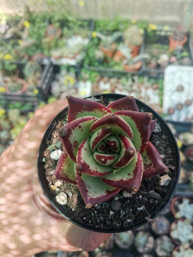 Echeveria Agavoides Ebony