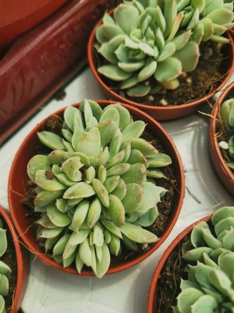 Echeveria Elegans f. Crestata