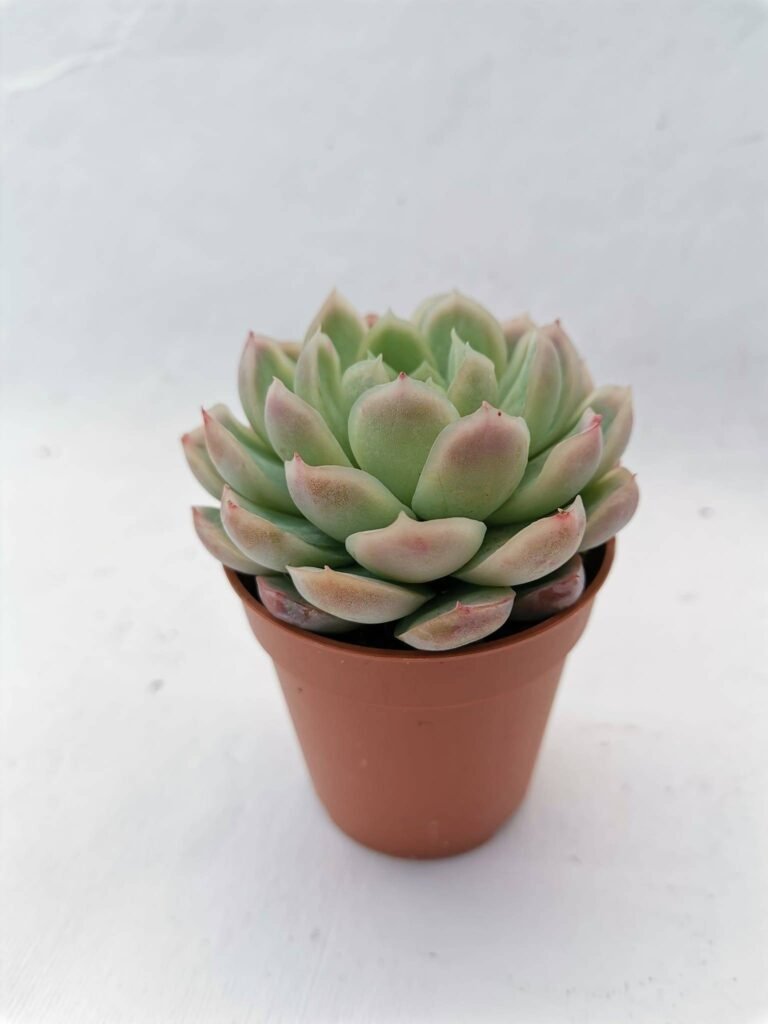 Echeveria Elegans Raspberry Ice