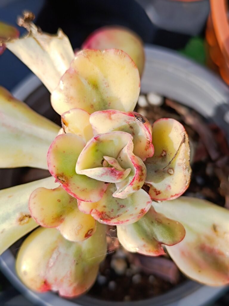 Echeveria Enfant Variegata Korean