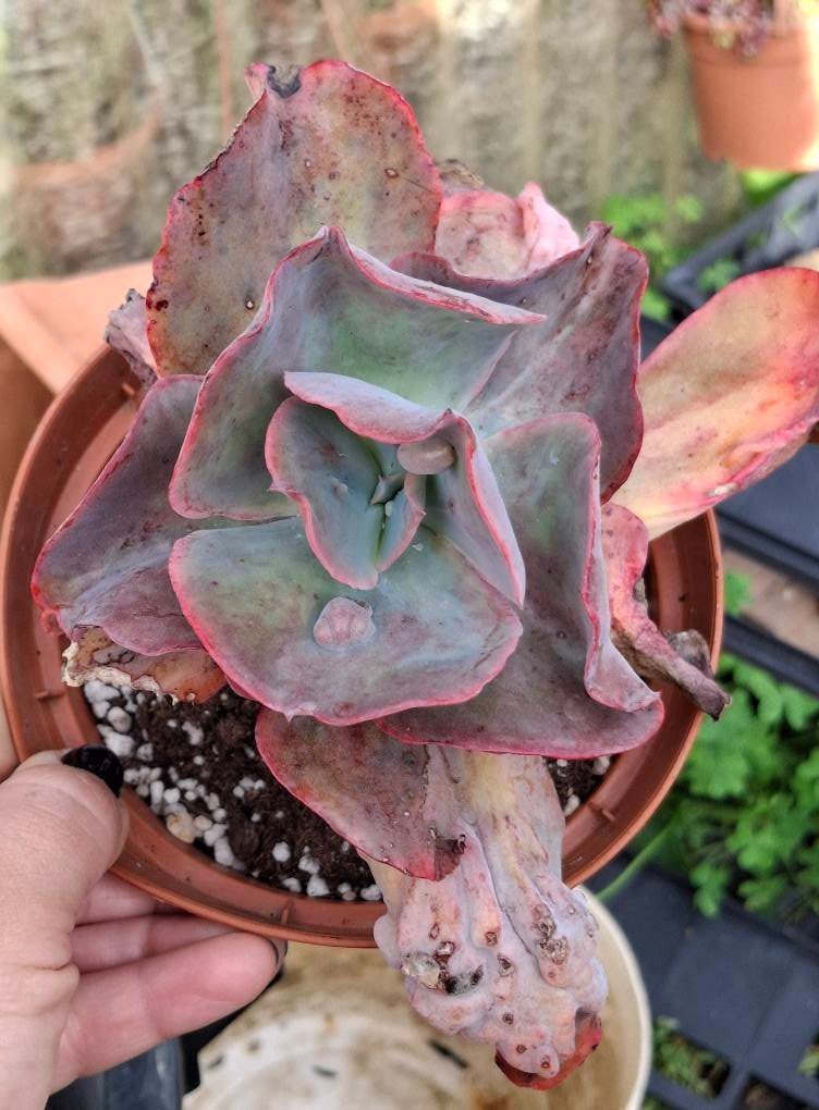 Echeveria Etna